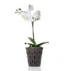 Kalapanta Transparent Plastic Pot for Orchids with holes, Mesh Pot