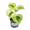 Variegated Raindrop Peperomia 'Verdant Flame' (VAR. Peperomia Polybotrya) (4" Pot)