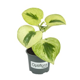 Variegated Raindrop Peperomia 'Verdant Flame' (VAR. Peperomia Polybotrya) (4" Pot)