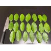 Fresh 20, Freshly picked Organic Bay Leaves Leaf, Laurus herb