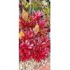 Bromeliads Bromeliad neoregelia Gazpacho live plant exotic tropical exotic
