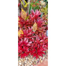 Bromeliads Bromeliad neoregelia Gazpacho live plant exotic tropical exotic