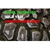 ame Silvestre Barbasco Wild Yam Camote 200 Cap Neutro