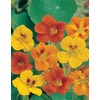 Johnsons 15147 Flower Seeds, Nasturtium Tom Thumb Mixed