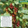 ORTONET Windhager Bird Protection Netting