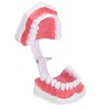 Dental Teaching Teeth Model 2X Magnifying Teeth Model Dentist Teaching