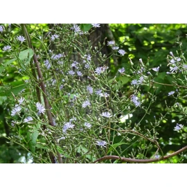 Fresh Woodland Lettice Lactuca floridana Native Wildflower 50 seeds from 2024 BEES