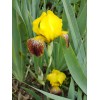 Fresh 6 BEARDED IRIS PLANTS RHIZOMES FRESH MIXED VARIETIES