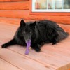 KONG Squeezz Flex Bone – Flexible Treat & Chew Holder