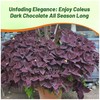 Outsidepride Dark Chocolate Coleus Seeds for Planting - 20 Pcs