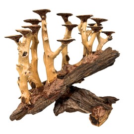 Bonsai Driftwood Aquarium Trees on Rock (11" Height) – Handcrafted Natural Fish Tank Decoration | Balances Water pH, Stabilizes Environment | Easy to Install