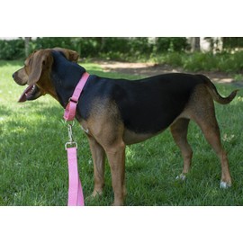 Country Brook Petz - Pink Martingale Heavy Duty Nylon Dog Collar - 21 Vibrant Color Options (1 Inch Width, Large)