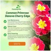 Outsidepride Danova Cherry Edge Common Primrose Seeds - 25 Pcs