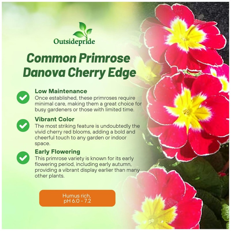 Outsidepride Danova Cherry Edge Common Primrose Seeds - 25 Pcs