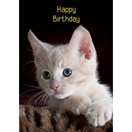 Kitten Cat Birthday Card