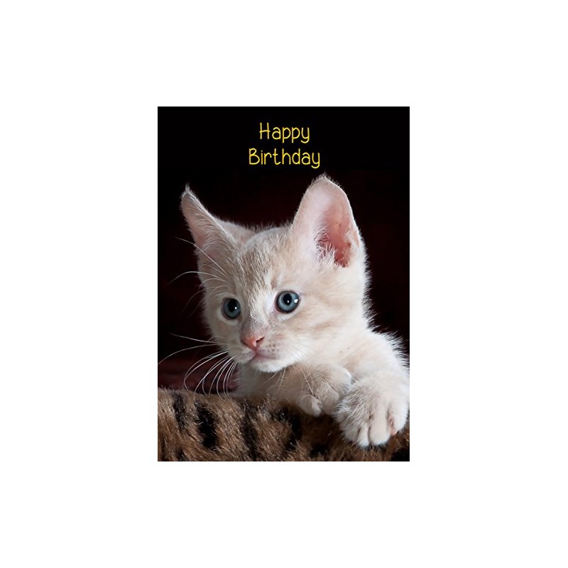 Kitten Cat Birthday Card