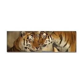 Truly Teague Bumper Sticker (10 Pack) Nuzzling Tiger Love