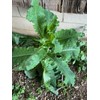 50pcs Wild Lettuce Seeds (Lactuca virosa) Heirloom - Non GMO