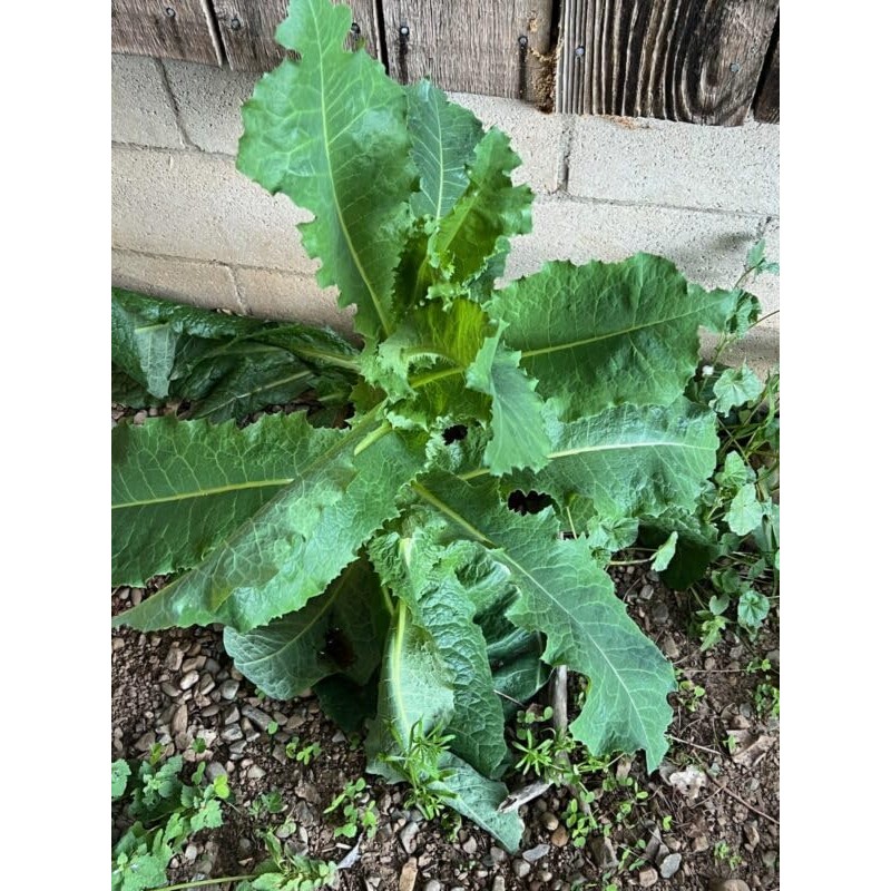 50pcs Wild Lettuce Seeds (Lactuca virosa) Heirloom - Non GMO
