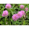 Red Clover Seeds, Nitro-Coated and Inoculated, 1 Pound Pack by