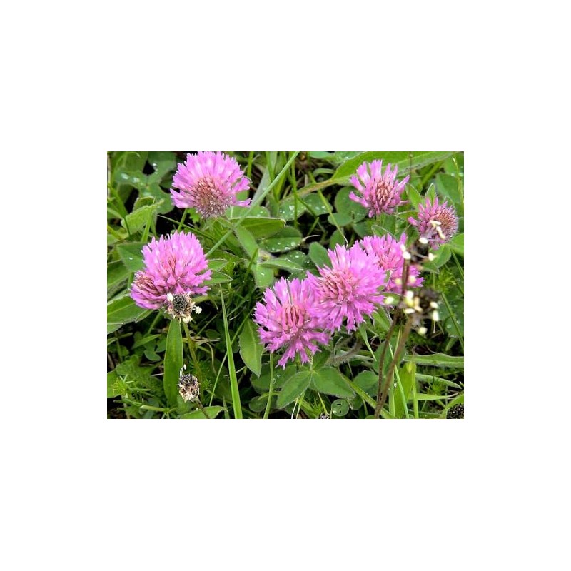 Red Clover Seeds, Nitro-Coated and Inoculated, 1 Pound Pack by