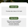 Reptile Heat Lamp UVA Full Spectrum Adjustable Brightness Temp Climbing