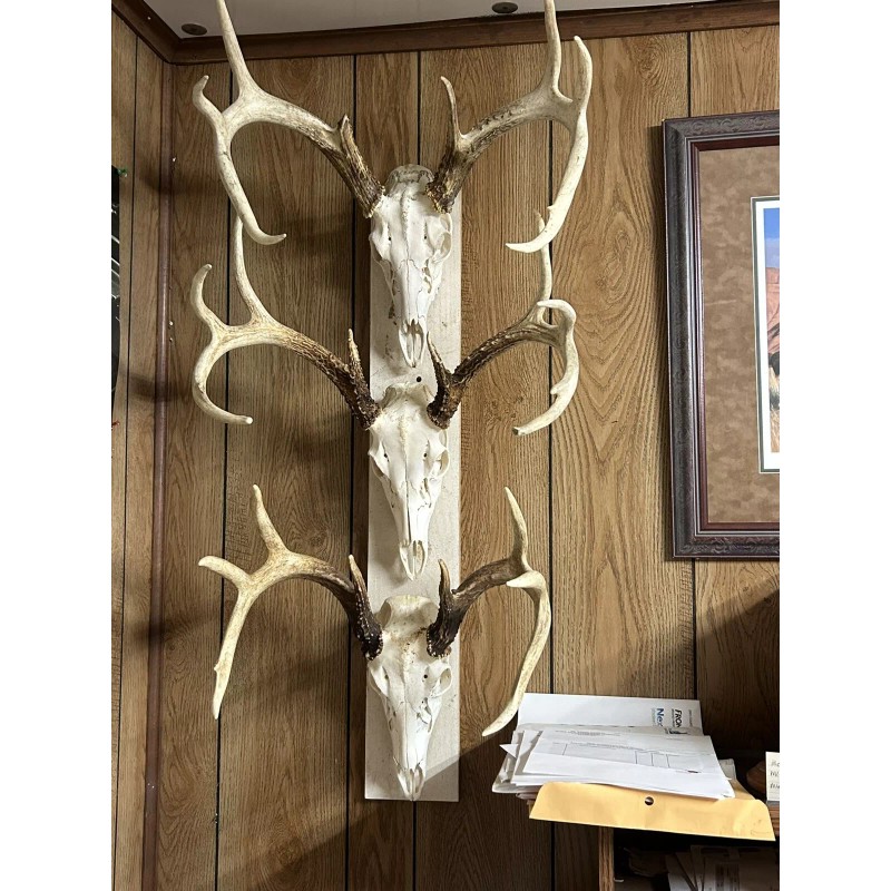 European Whitetail Skull Whitening Kit (enough for one Skull) works