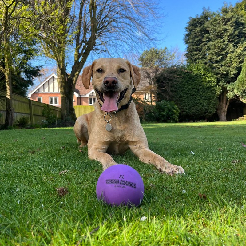 SPORTSPET XL Tough Bounce Natural Rubber Dog Balls - Highly