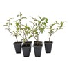 6 Xylosma Congestum, Live Plants – Shiny Xylosma in 2.5”