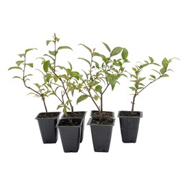 6 Xylosma Congestum, Live Plants – Shiny Xylosma in 2.5” Nursery Cubes – Fast-Growing, Low-Maintenance Evergreen Shrub for Hedges & Landscaping