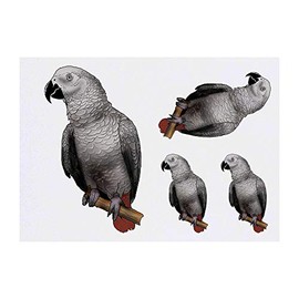 4 x 'African Grey Parrot' Temporary Tattoos - Water Resistant, Skin-Safe, Non-Toxic Transfers, Mixed Sizes (TO00039263)