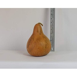 Dried Hard Shell Martin Gourd - 6" Diameter