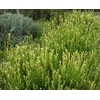 Palm Beach Medicinal Herbs - Yellow Lavender (Lavandula Viridis) -