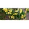 Fresh Acacia Golden Wattle Tree Seed fresh 40 seeds .