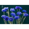 Dwarf Blue Cornflower (Bachelor's Buttons, Dwarf Blue Jubilee Gem) Seeds
