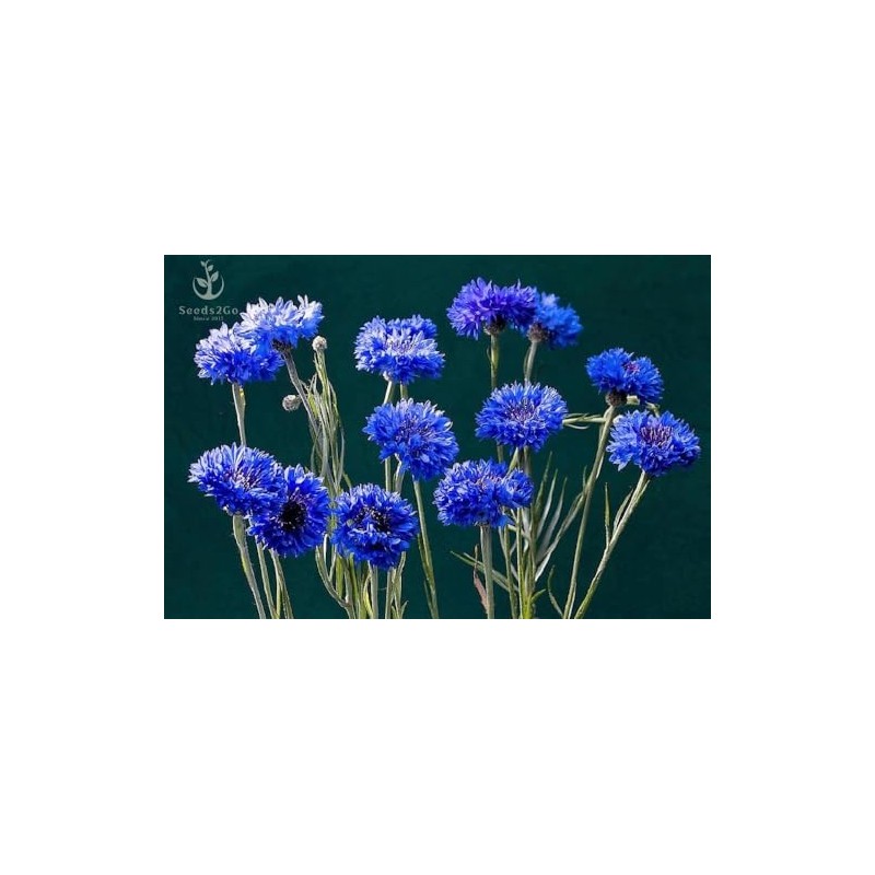 Dwarf Blue Cornflower (Bachelor's Buttons, Dwarf Blue Jubilee Gem) Seeds