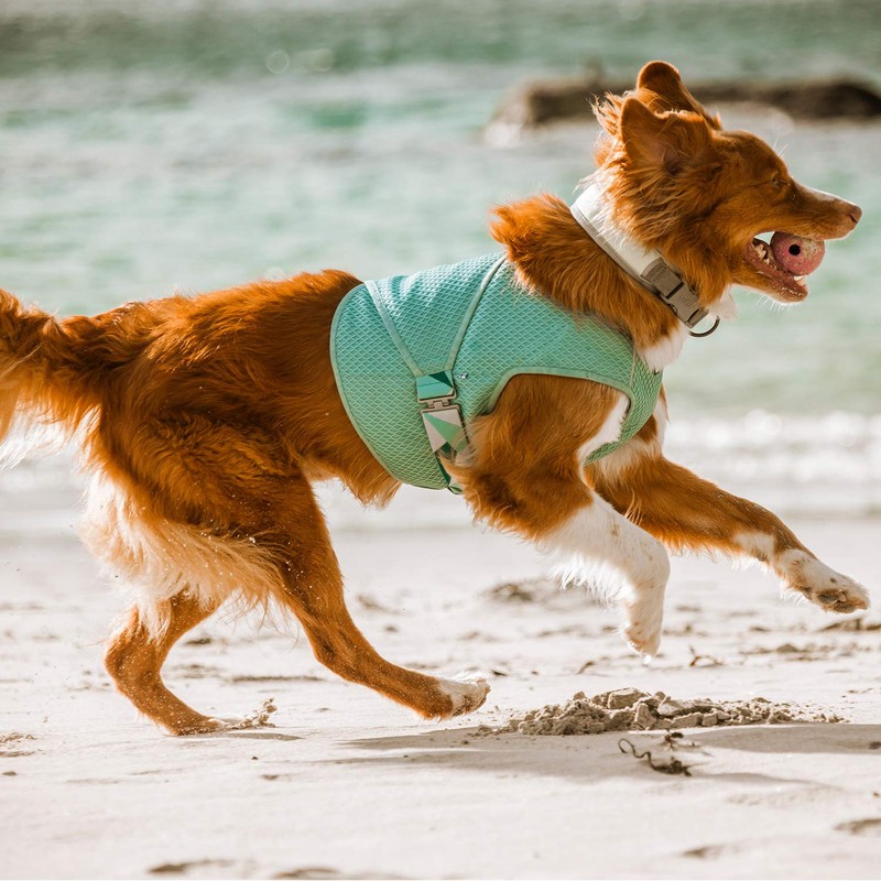 Hurtta Cooling Wrap Cooling Vest for Dogs, Summer Cooling Vest,