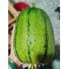 KSGARDEN 5 PCS TAIWAN APPLE LUFFA F1 SUPER SWEET ,