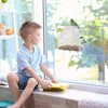 TopHomer Window Bird Feeder, Clear Acrylic Birdfeeders Windowsill Strong Suction