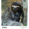SLOTHS 2025 Wall Calendar