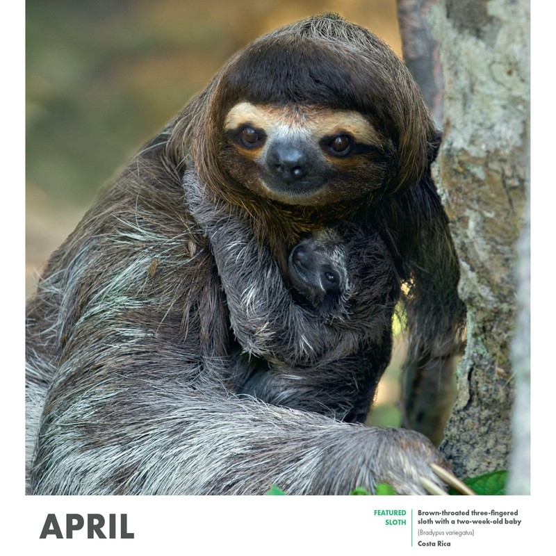 SLOTHS 2025 Wall Calendar