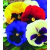 Seeds4planting - Seeds Viola Swiss Giant Mix (Purple, Red, Yellow,