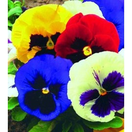 Seeds4planting - Seeds Viola Swiss Giant Mix (Purple, Red, Yellow, White, Black) Pansy Biennial Flower Non GMO