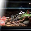 50 Pcs 0.5oz Spider Food and Water Feeding Cups Small