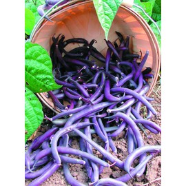 ROYAL BURGUNDY BUSH BEANS! GREAT COLOR &TASTE! 30 SEEDS! COMBINED S/H!