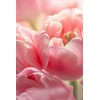 DARUM Damask Rose (10.1 fl oz (300 ml) Base Oil: