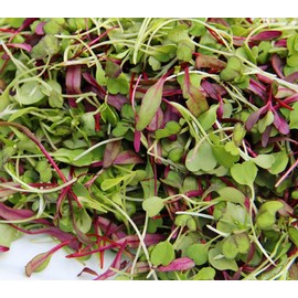 Spicy Micro Salad Mix Microgreens Seeds – Heirloom Non GMO Plant & Grow Lettuce Microgreens in Home Indoor/Hydroponic Garden – Great Gardening Gift, 1 Ounce