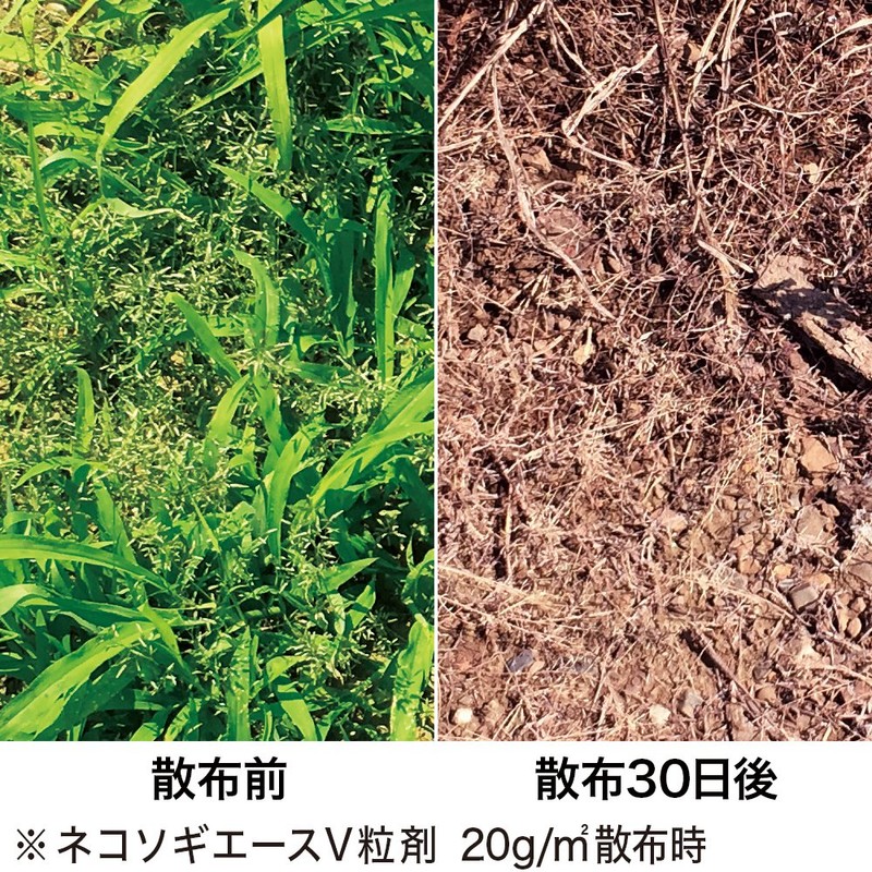 Rainbow Chemical “Root Eradication Ace V” Granules