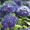 Village Candle Hydrangea Large Glass Apothecary Jar Scented Candle, 21.25