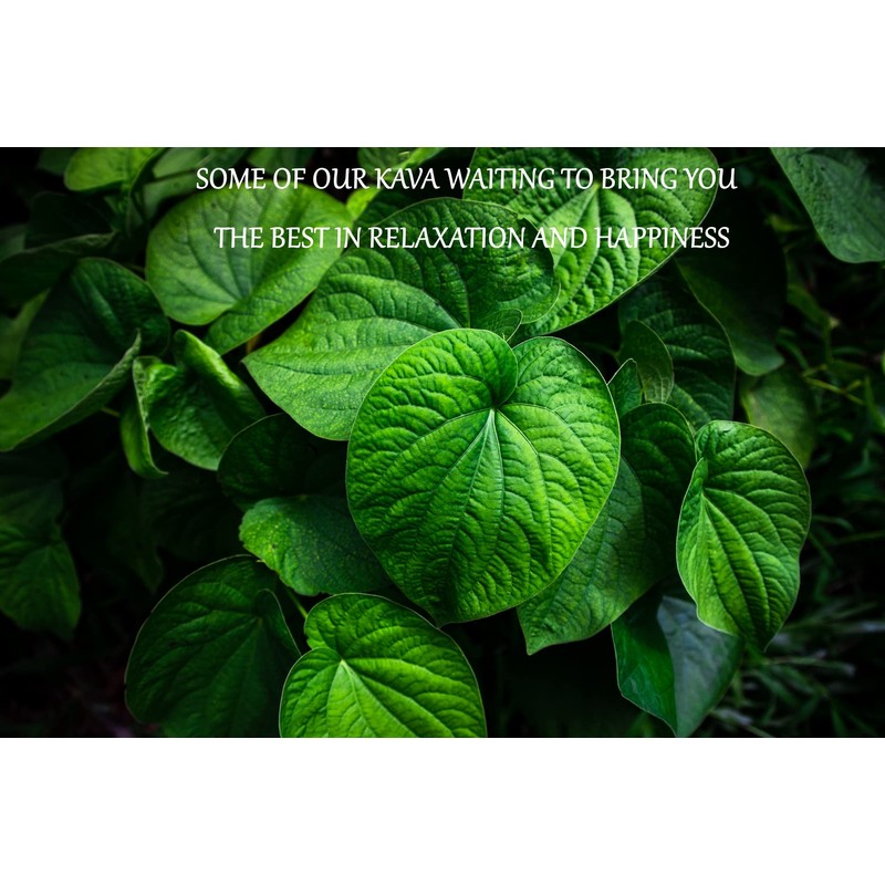 Heritage Kava Premium Fiji Noble Kava Root Powder 16 Oz/1LB